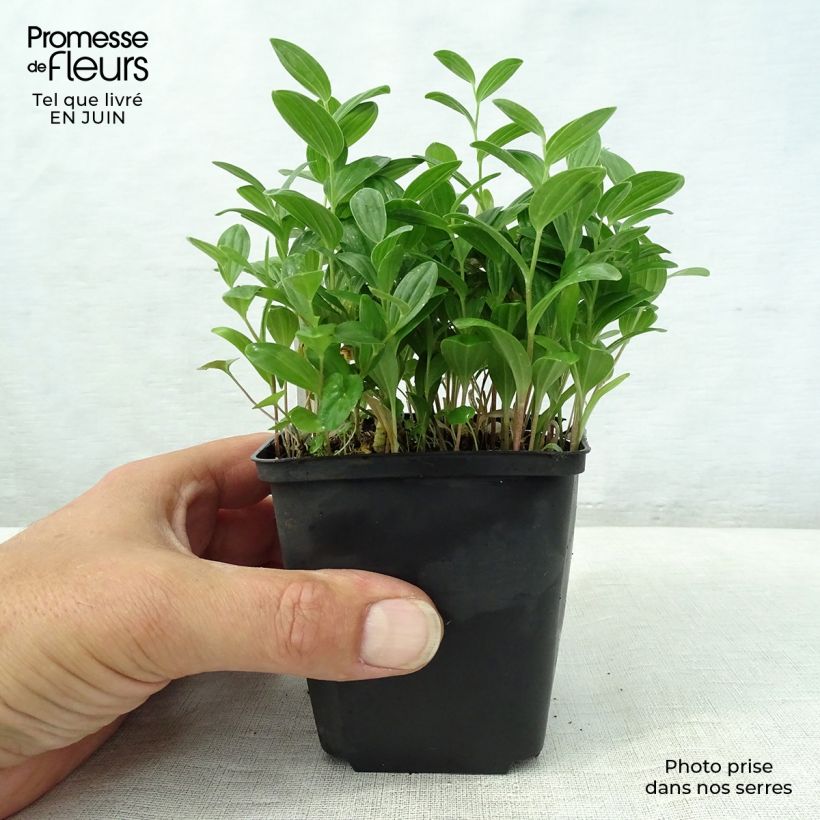 Esemplare di Polygonatum humile - Sigillo di Salomone Vasetto da 8/9 cm consegnato in estate