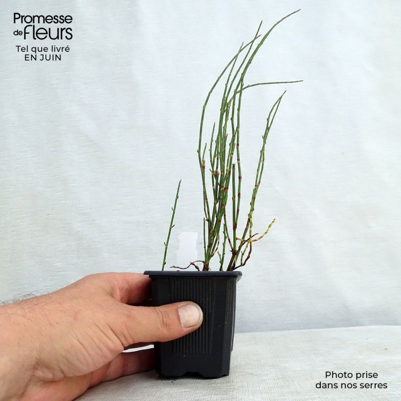 Esemplare di Polygonum scoparium - Poligono scopario Vasetto da 8/9 cm consegnato in estate
