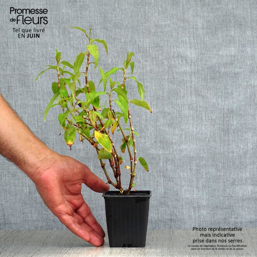 Esemplare di Polygonum odoratum - Coriandolo vietnamita Vasetto da 8/9 cm consegnato in estate