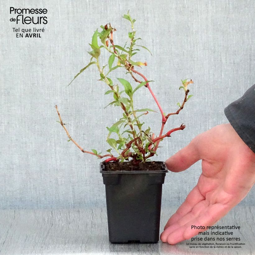 Polygonum odoratum - Coriandolo vietnamita Vasetto da 8/9 cm esemplare consegnato in primavera