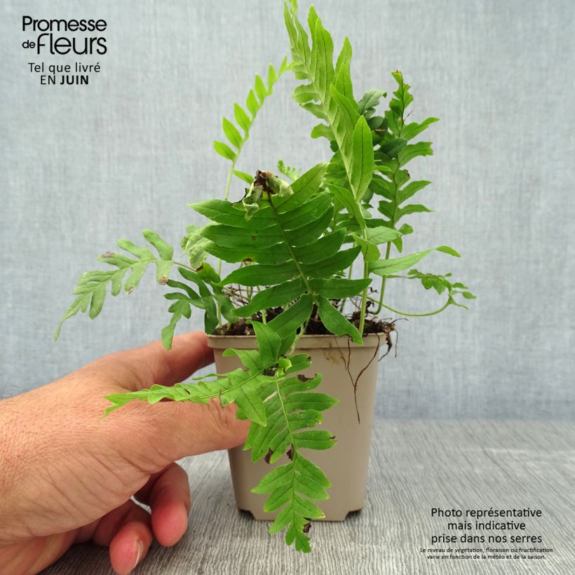 Esemplare di Polypodium vulgare - Polipodio comune Vasetto da 8/9 cm consegnato in estate