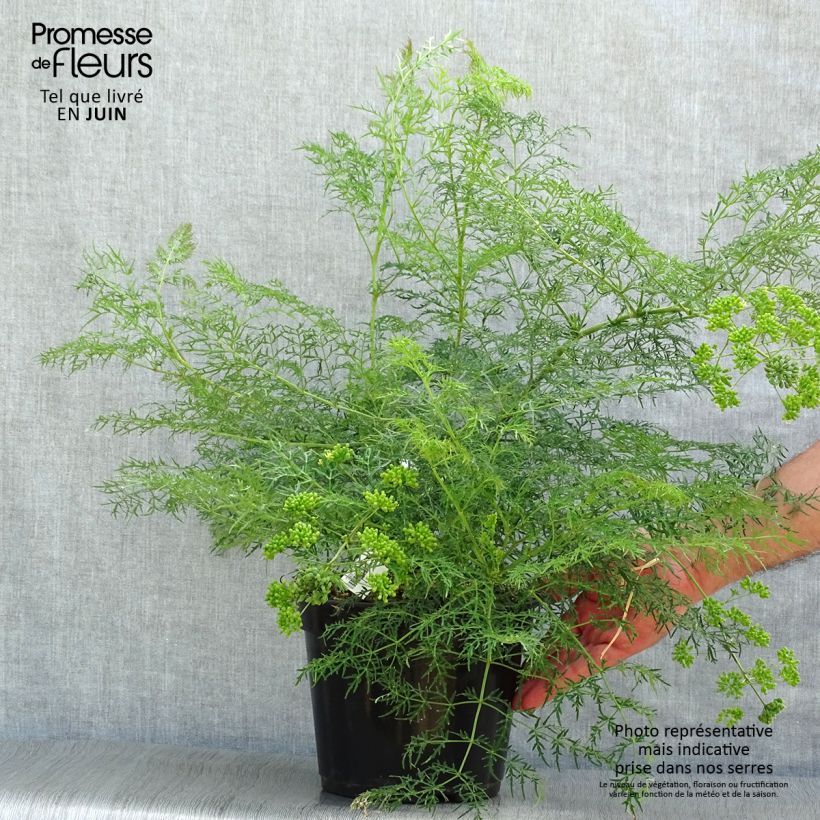Esemplare di Polyscias sambucifolia Vaso da 4L/5L consegnato in estate