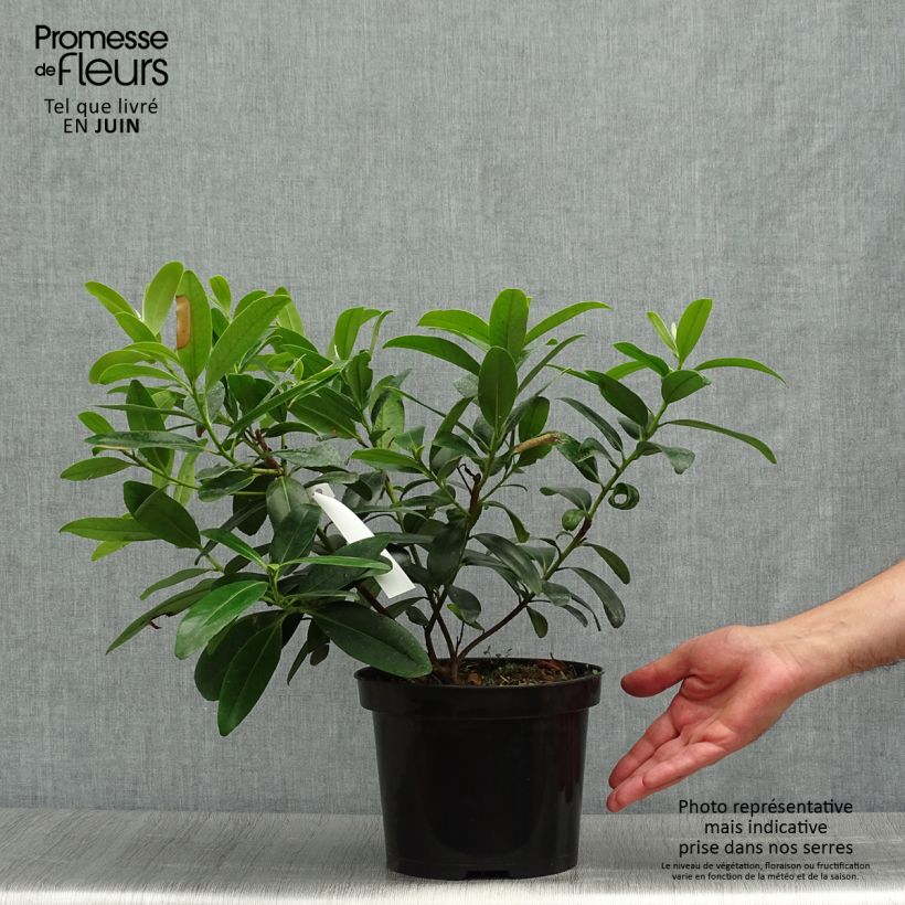Esemplare di Polyspora axillaris - Gordonia Vaso da 3L/4L consegnato in estate