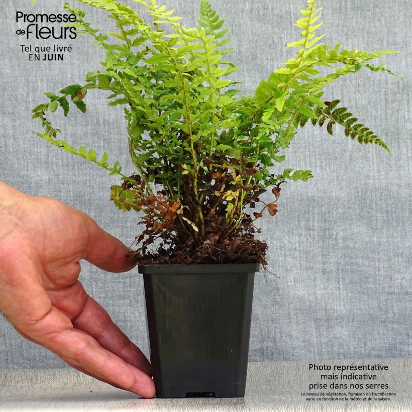 Esemplare di Polystichum aculeatum - Felce aculeata Vasetto da 8/9 cm consegnato in estate