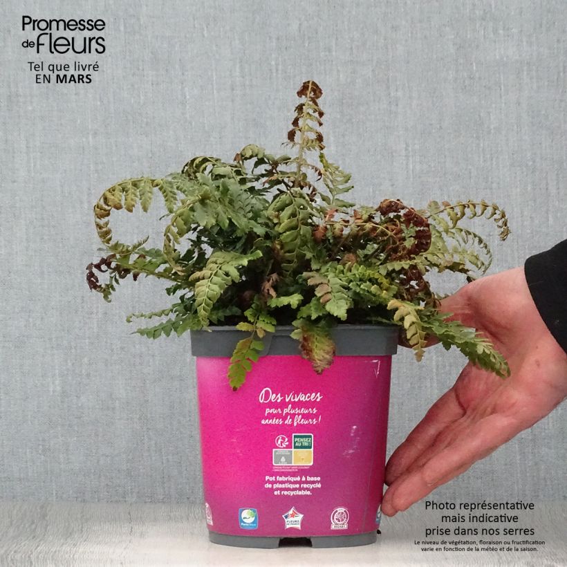 Polystichum aculeatum - Felce aculeata Vaso da 2L/3L esemplare consegnato in primavera