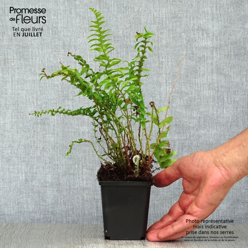 Esemplare di Polystichum munitum Vasetto da 8/9 cm consegnato in estate
