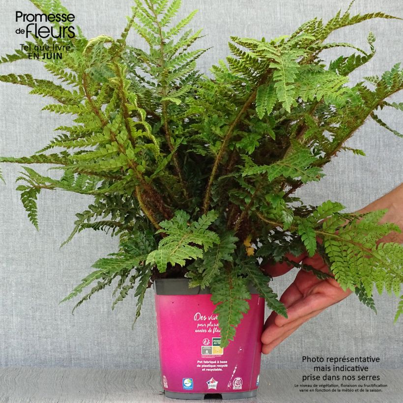 Esemplare di Polystichum polyblepharum Vaso da 2L/3L consegnato in estate