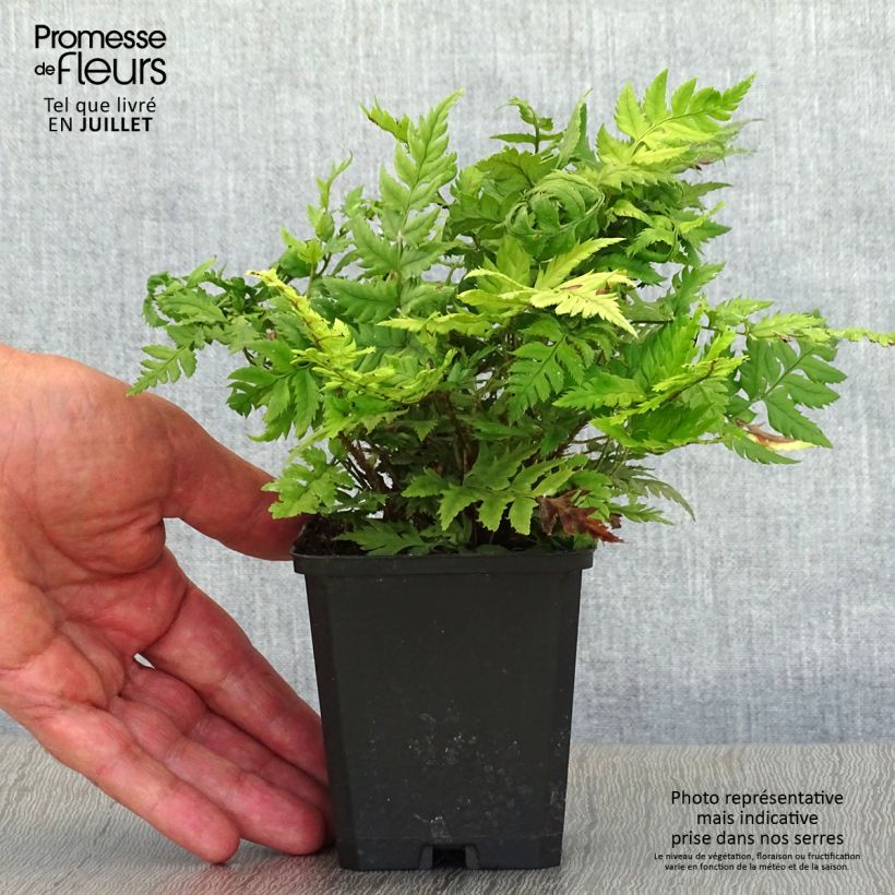 Esemplare di Polystichum rigens Vasetto da 8/9 cm consegnato in estate