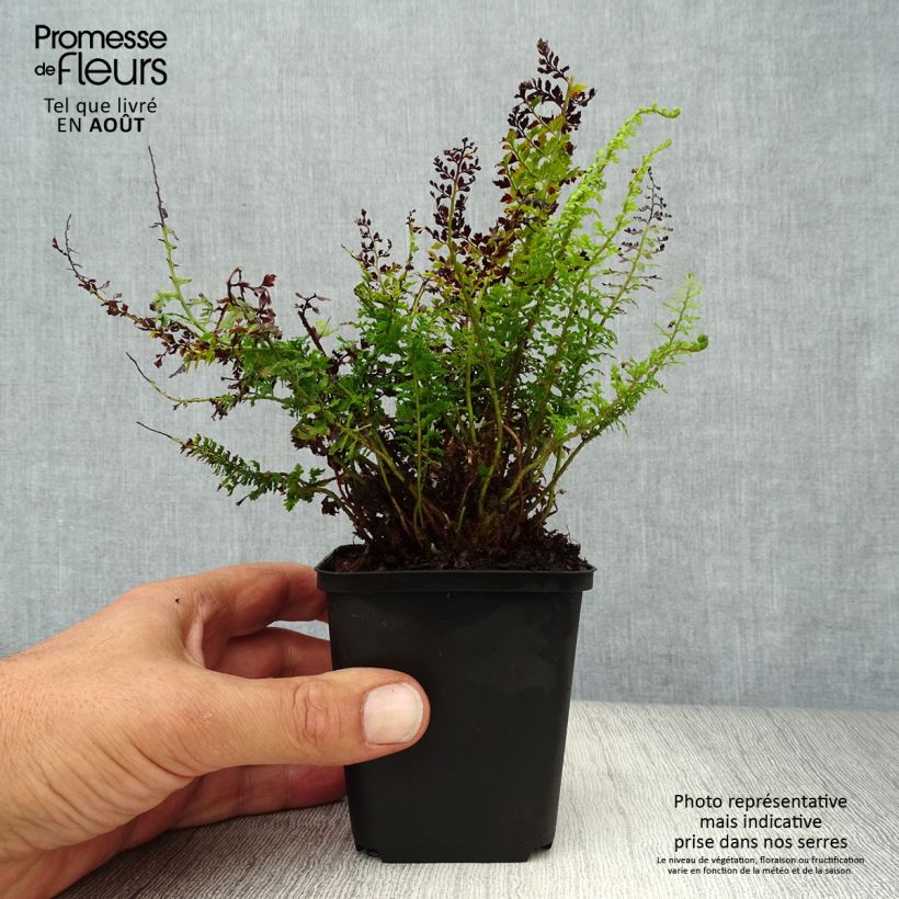 Esemplare di Polystichum setiferum Herrenhausen - Felce setifera Vasetto da 8/9 cm consegnato in estate