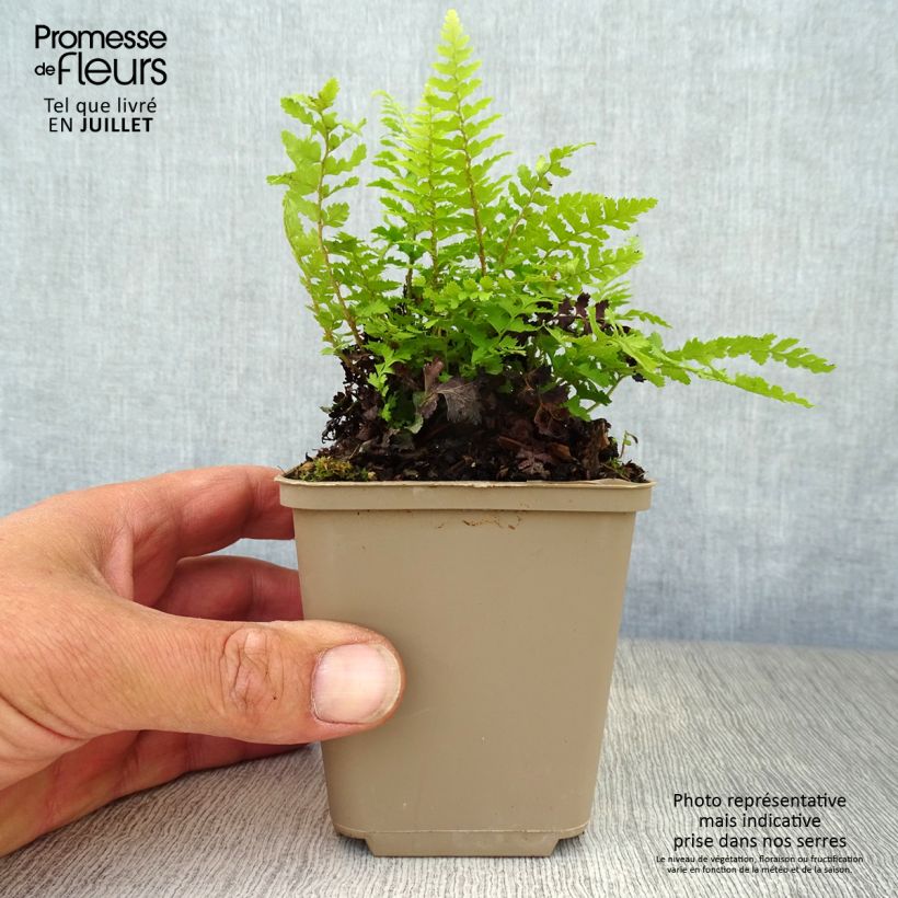 Esemplare di Polystichum setiferum Dahlem - Felce setifera Vasetto da 8/9 cm consegnato in estate