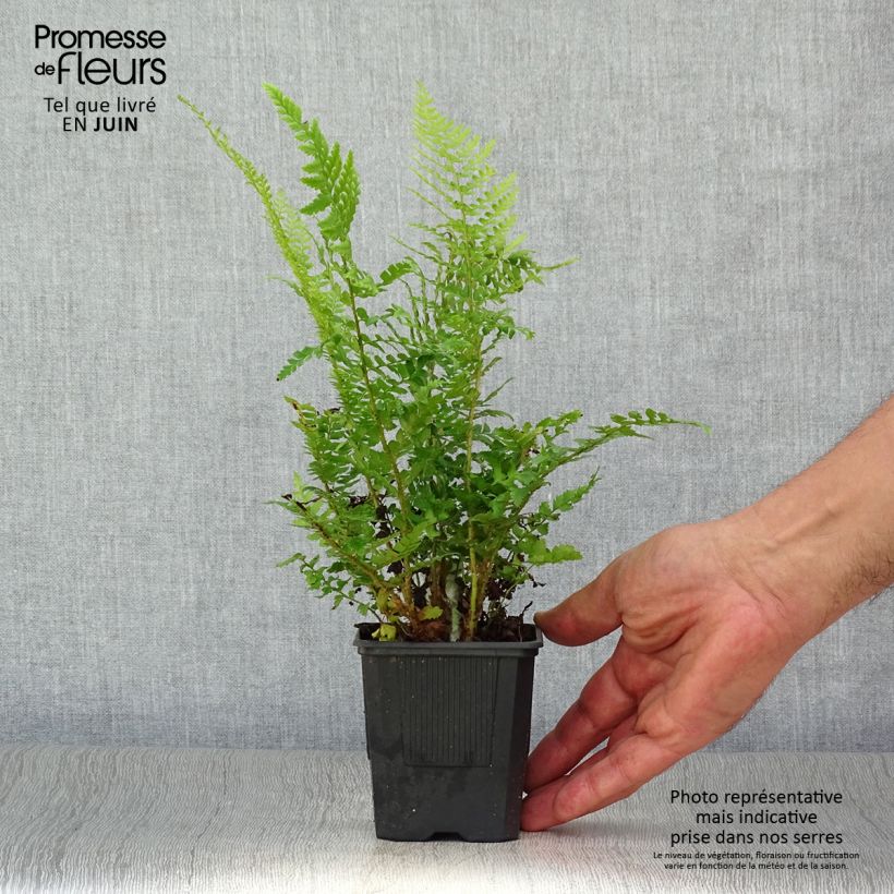 Esemplare di Polystichum setiferum - Felce setifera Vasetto da 8/9 cm consegnato in estate
