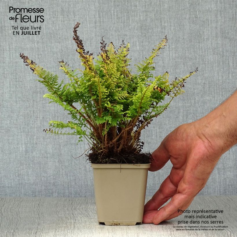 Esemplare di Polystichum setiferum Plumosum Densum - Felce setifera Vasetto da 8/9 cm consegnato in estate