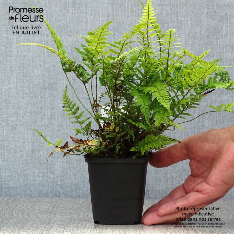 Esemplare di Polystichum tsus-simense Vasetto da 8/9 cm consegnato in estate