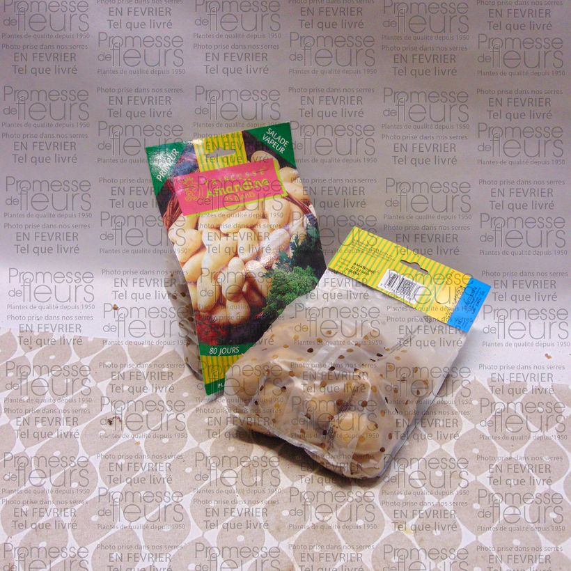 Esempio di esemplare Patata Amandine sacco da 25 piante taglia 25/32 mm come consegnato
