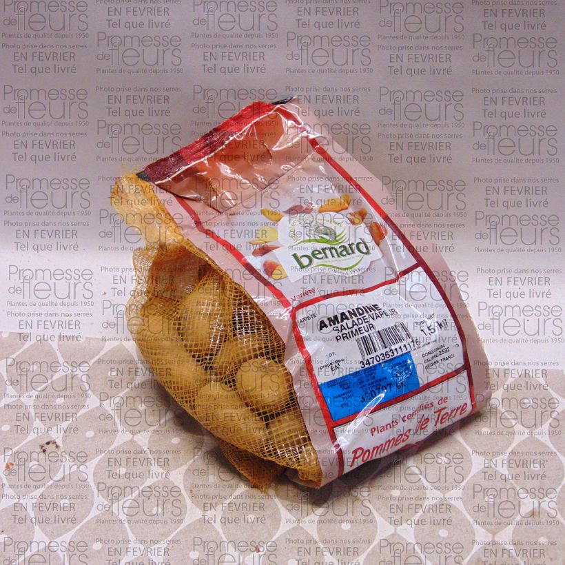 Esempio di esemplare Patata Amandine Pezzo taglia 25/32 mm come consegnato