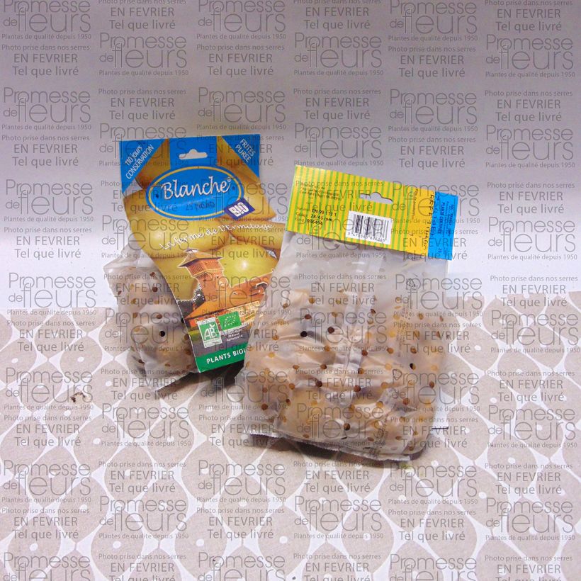 Esempio di esemplare Patata Bianca Bio sacco da 25 piante taglia 28/45 mm come consegnato