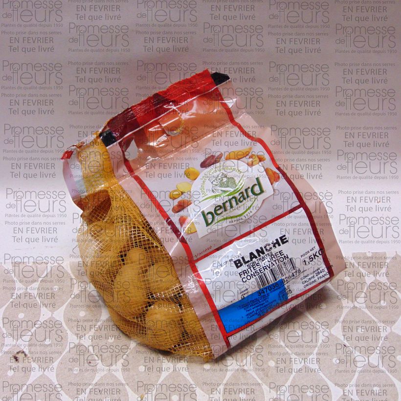 Esempio di esemplare Patata Bianca Pezzo taglia 28/40 mm come consegnato