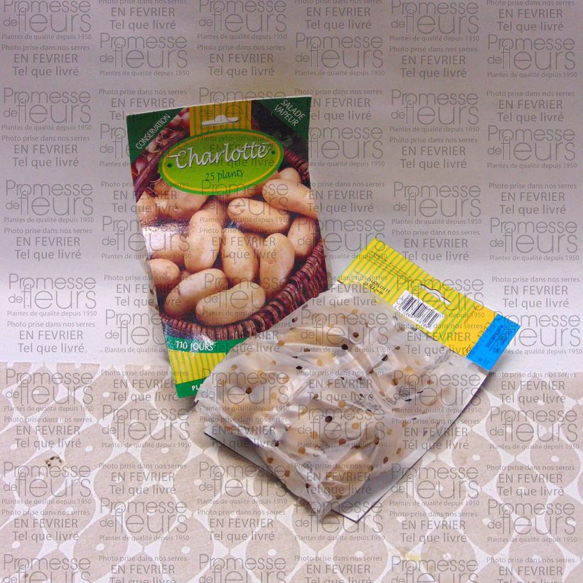 Esempio di esemplare Patata Charlotte sacco da 25 piante taglia 25/32 mm come consegnato