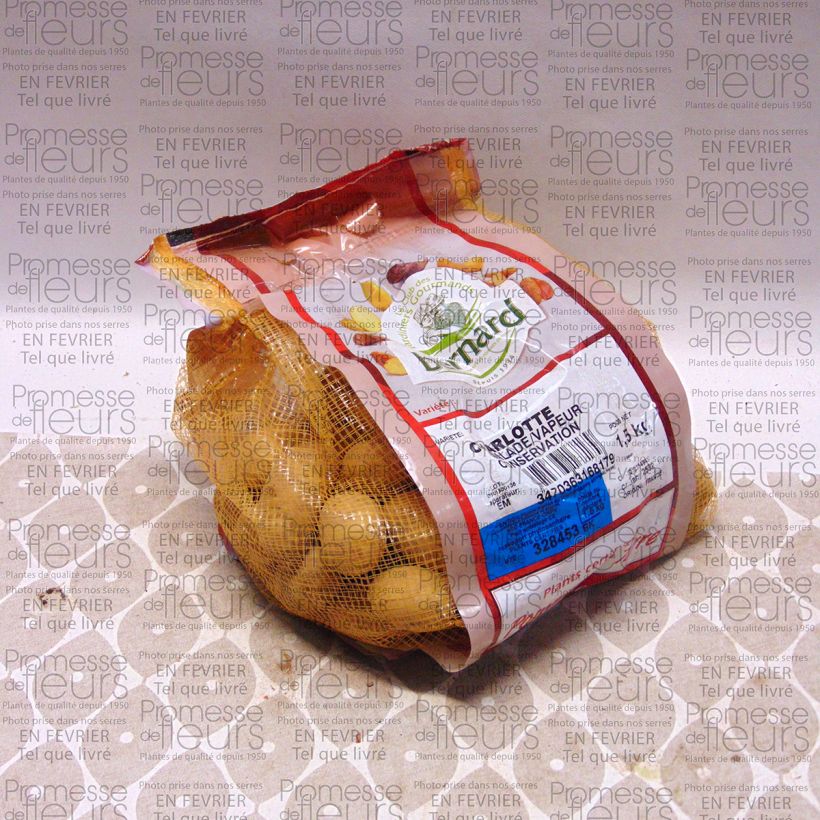 Esempio di esemplare Patata Charlotte Pezzo taglia 25/32 mm come consegnato