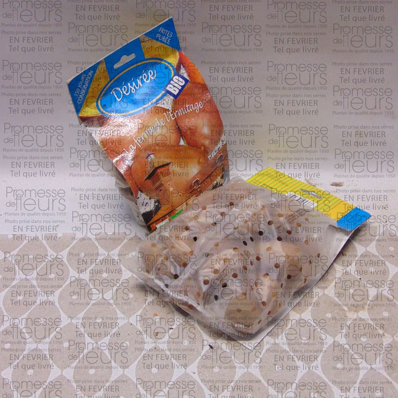 Esempio di esemplare Patata Desiree Bio sacco da 25 piante taglia 28/45 mm come consegnato