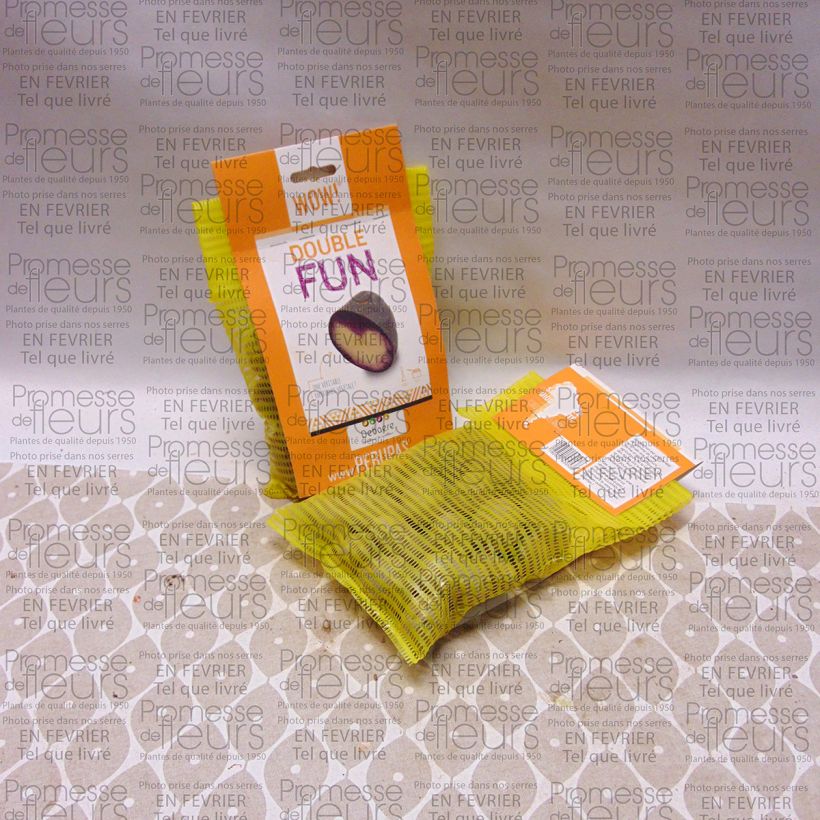 Esempio di esemplare Patata Double Fun sacco da 25 piante taglia 28/35 mm come consegnato