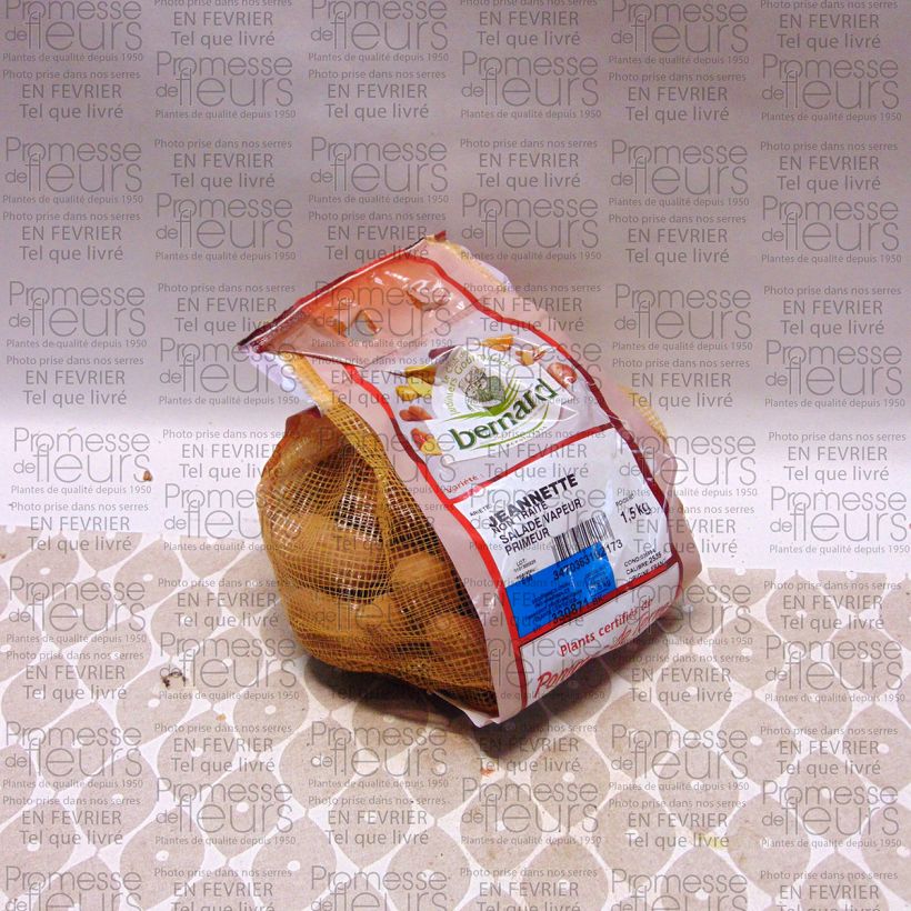 Esempio di esemplare Patata Jeannette (N°105-2) Pezzo taglia 25/35 mm come consegnato
