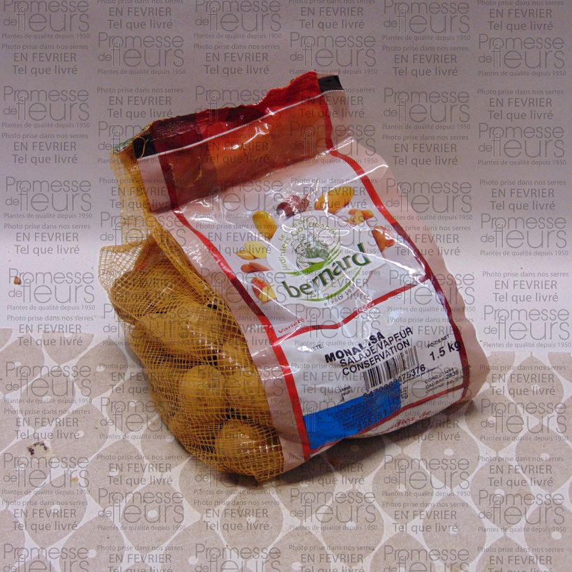 Esempio di esemplare Patata Mona Lisa Pezzo taglia 28/35 mm come consegnato