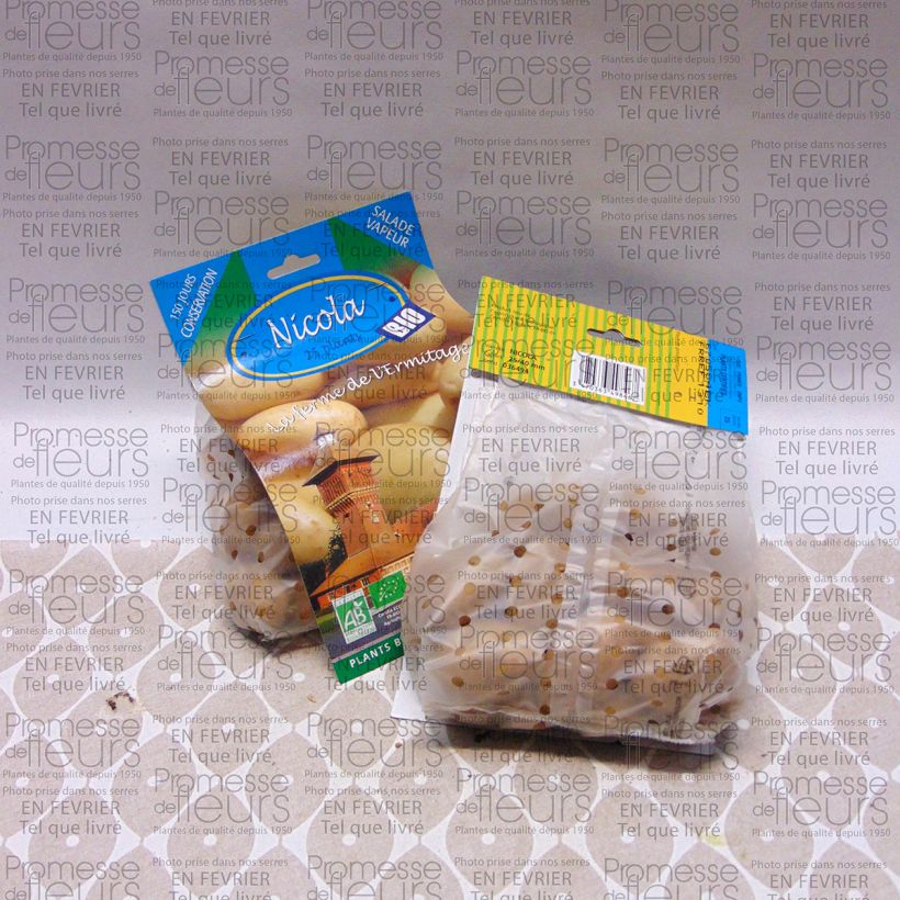 Esempio di esemplare Patata Nicola Bio sacco da 25 piante taglia 25/40 mm come consegnato