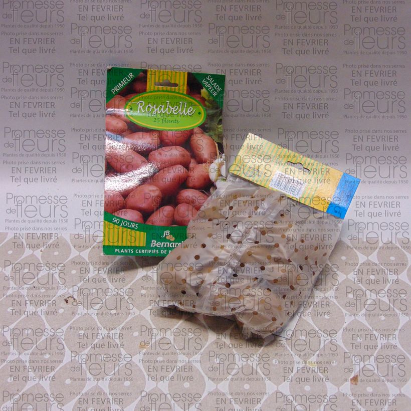 Esempio di esemplare Patata Rosabelle sacco da 25 piante taglia 25/40 mm come consegnato