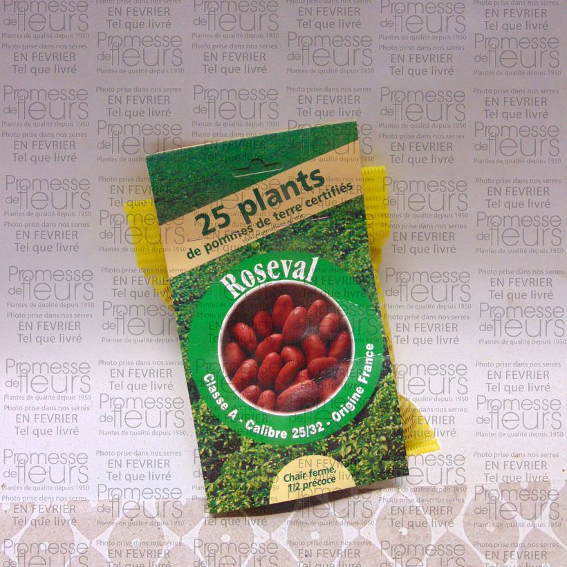 Esempio di esemplare Patata Roseval rouge sacco da 25 piante taglia 25/32 mm come consegnato