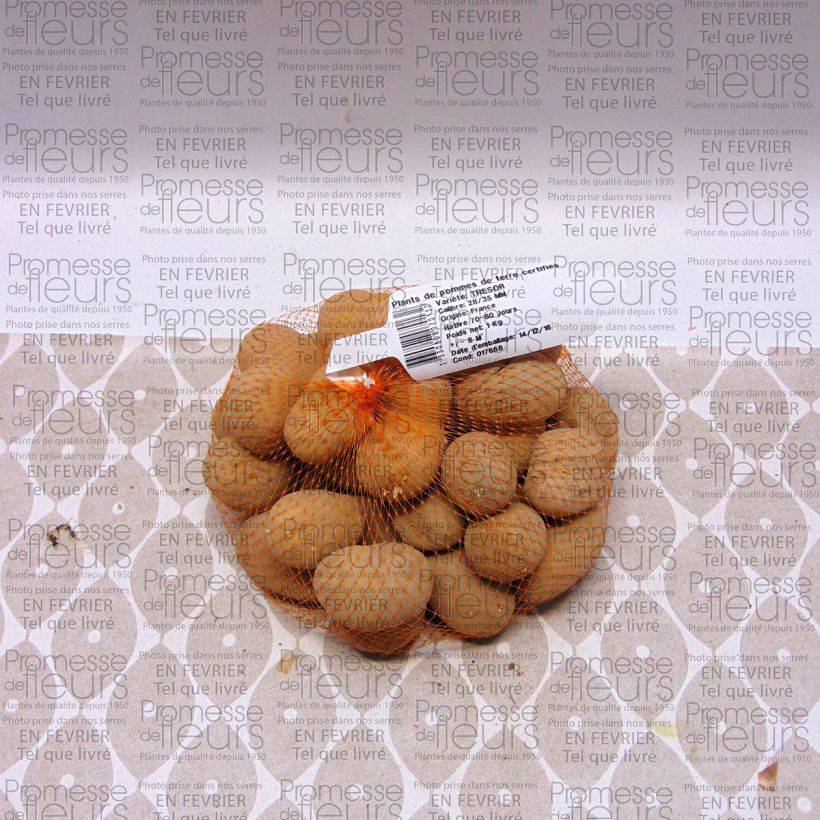 Esempio di esemplare Patata Tresor Pezzo taglia 28/35 mm come consegnato