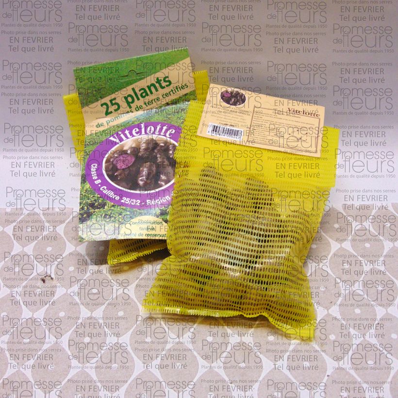 Esempio di esemplare Patata Vitelotte sacco da 25 piante taglia 25/32 mm come consegnato