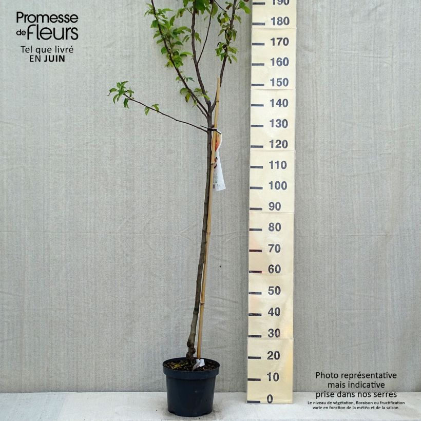 Melo Gala Vaso da 7,5L/10L, Vaso impalcato medioAltezza consegnata circa 150/175cm esemplare consegnato in primavera