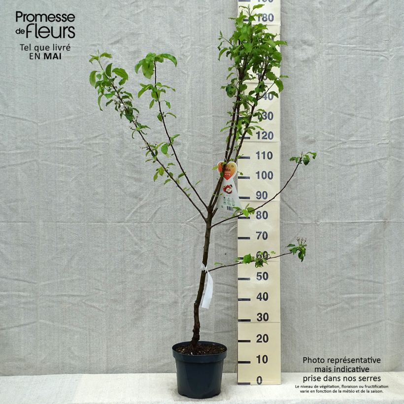 Melo Gala Vaso da 7,5L/10L, VasettoAltezza consegnata circa 140/160cm esemplare consegnato in primavera
