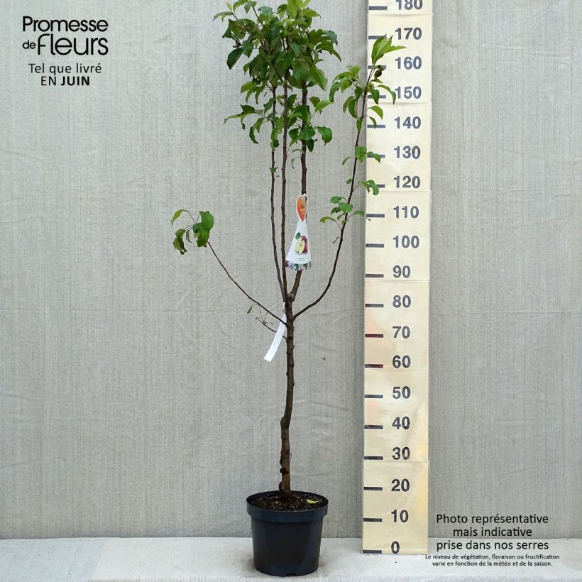 Melo Gloster Vaso da 7,5L/10L, VasettoAltezza consegnata circa 140/160cm esemplare consegnato in primavera
