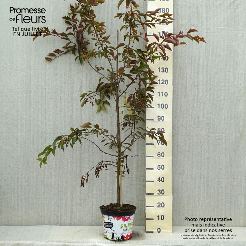 Esemplare di Malus Diable Rouge - Melo da fiore Vaso da 7,5L/10L consegnato in estate