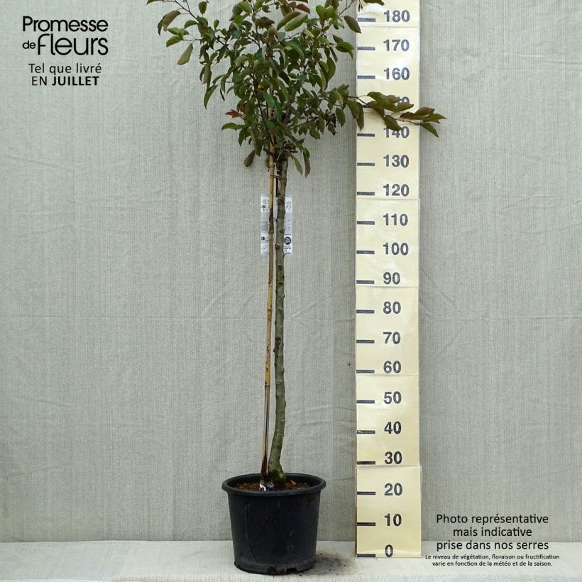 Esemplare di Malus Diable Rouge - Melo da fiore Vaso da 12L/15L consegnato in estate
