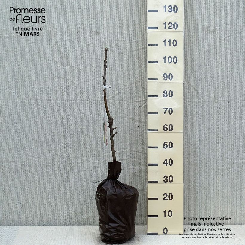 Melo colonnare Amboise Delcogra Zolla 'Pronta da piantare', ColonnareAltezza consegnata circa 100/+cm esemplare consegnato in primavera