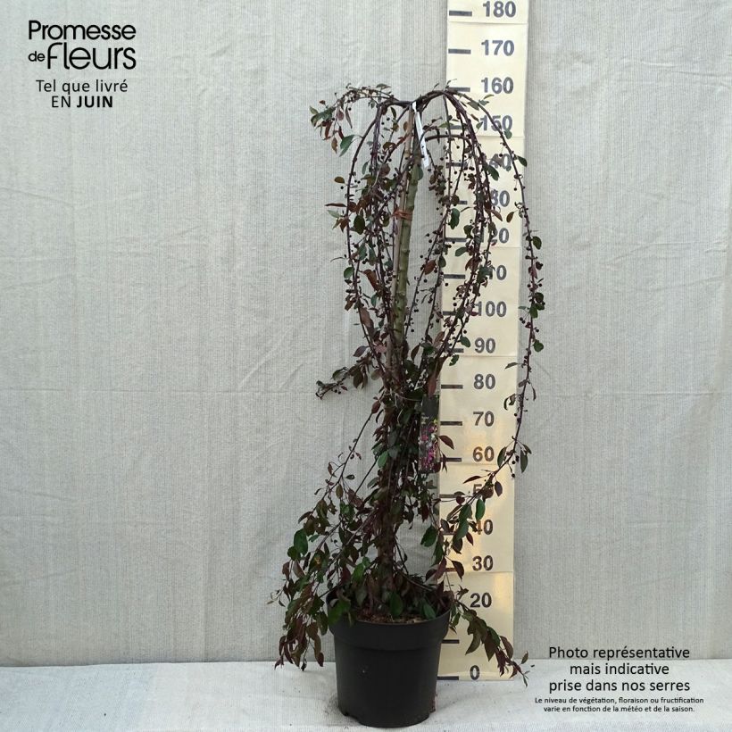 Esemplare di Malus Royal Beauty - Melo da fiore Vaso da 7,5L/10L consegnato in estate