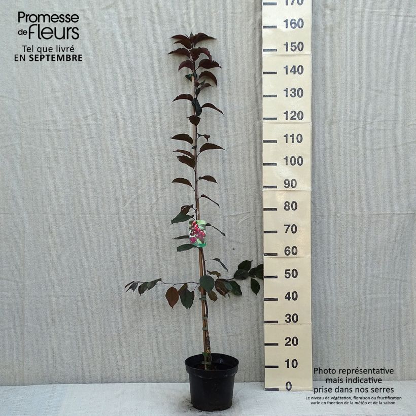 Esemplare di Malus Royalty - Melo da fiore Vaso da 4L/5L consegnato in estate