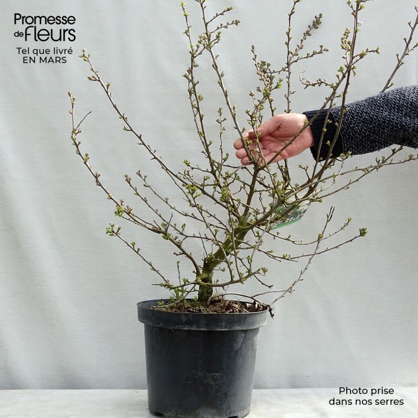 Malus toringo var. sargentii Tina - Melo da fiore Vaso da 7,5L/10L esemplare consegnato in primavera