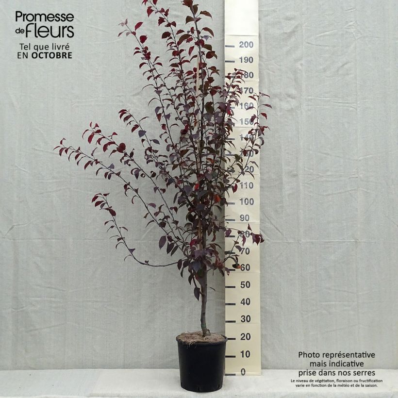 Esemplare di Malus Coccinella Courtarou - Melo da fiore Vaso da 7,5L/10L come consegnato in autunno