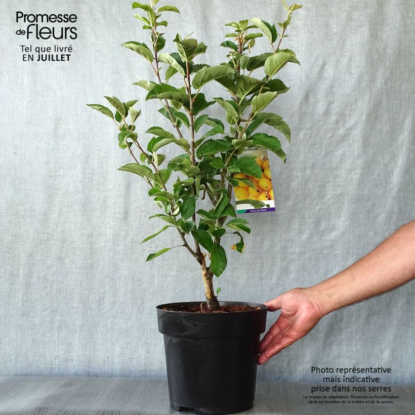 Esemplare di Malus Golden Hornet - Melo da fiore Vaso da 4L/5L consegnato in estate