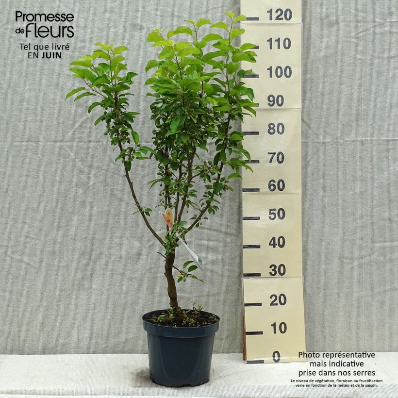 Malus Golden Hornet - Melo da fiore Vaso da 7,5L/10LAltezza consegnata circa 100/140cm esemplare consegnato in primavera