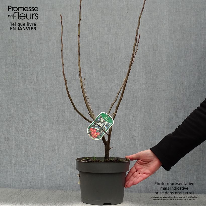 Malus John Downie - Melo da fiore Vaso da 4L/5L esemplare consegnato in inverno