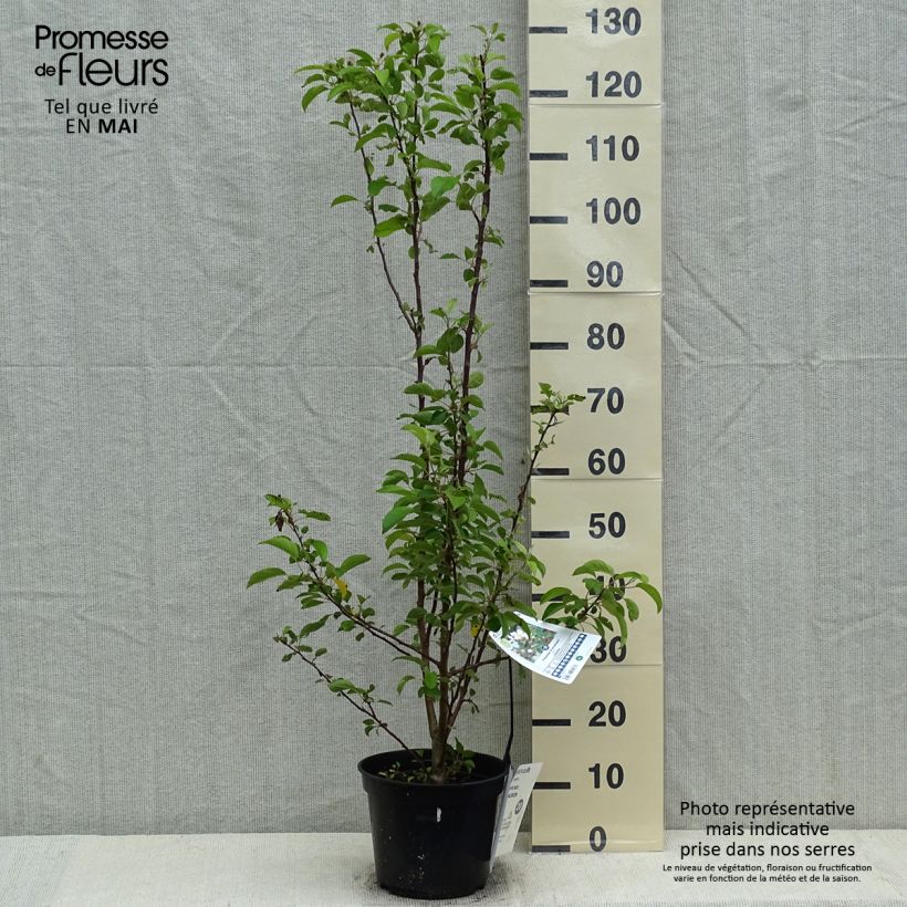 Malus Evereste 'Perpetu' - Melo da fiore Vaso da 3L/4L esemplare consegnato in primavera