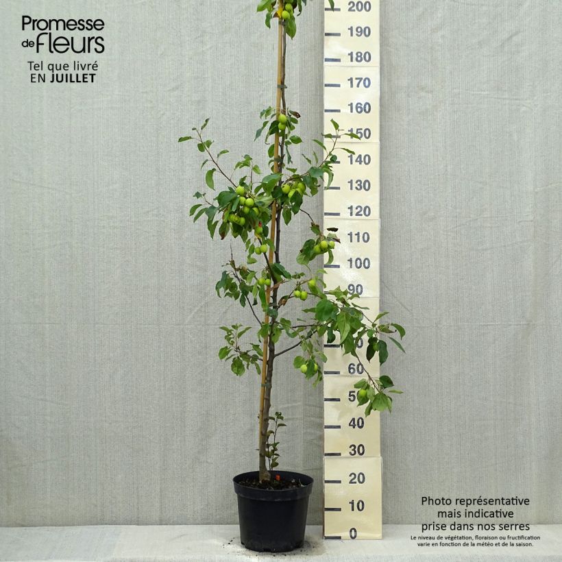 Esemplare di Malus Evereste 'Perpetu' - Melo da fiore Vaso da 6L/7L consegnato in estate