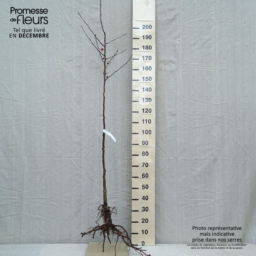 Malus Evereste 'Perpetu' - Melo da fiore Piante piccole a radice nuda esemplare consegnato in inverno