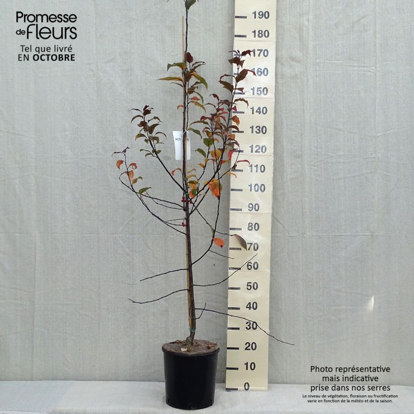 Esemplare di Malus Prairiefire - Melo da fiore Vaso da 12L/15L come consegnato in autunno