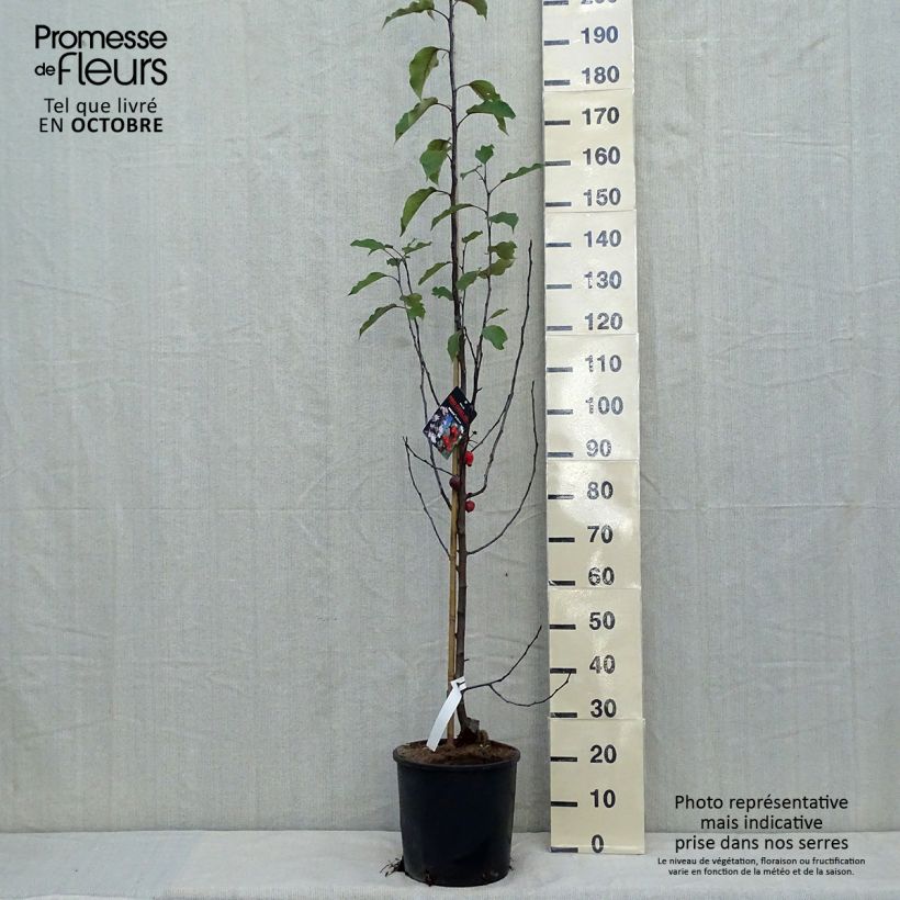 Esemplare di Malus Red Obelisk - Melo da fiore Vaso da 12L/15L come consegnato in autunno